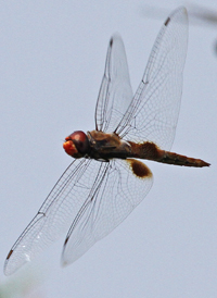 Spot-winged